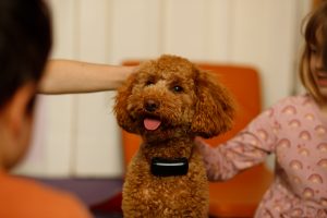 Bruno-Kita-Hund Team "Netopýrci"