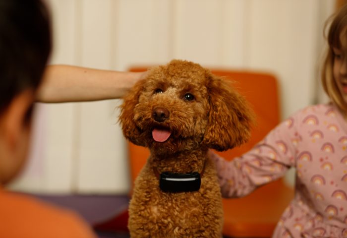 Bruno-Kita-Hund Team "Netopýrci"