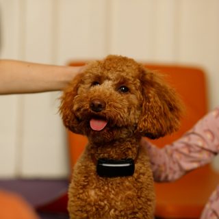 Bruno-Kita-Hund Team "Netopýrci"